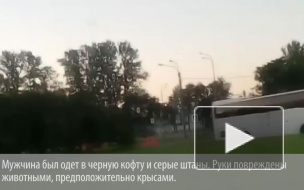 Загадочная смерть: искусанный крысами труп старичка нашли на Пулковском шоссе