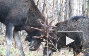 Эксперт рассказал, как выжить петербуржцам при встрече с лосем  