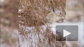 В лесу Приморья встретили "неизвестного науке" зверя-альбиноса