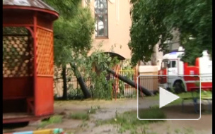 В Петроградском районе дерево упало на детский сад