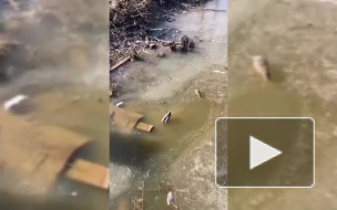 У ЖД станции "Яхтенная" заметили крыс, уток и голубей 