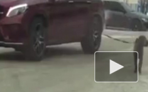 Красноярск: По городу собака "Мерседес" катала