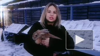 Московский зоопарк призвал не дарить живых кроликов на Новый год