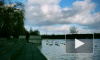 Swans