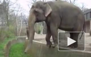 голодный слон в Берлинском Зоопарке