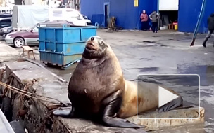 Видео: на Камчатке сивуч подъел улов рыбаков 