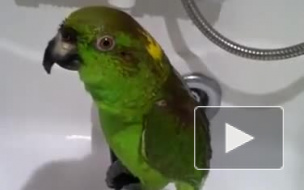 Видео: «Беловежская пуща» в исполнении попугая Микеши