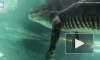 Британец снял на видео опасный трюк со смертоносным аллигатором 
