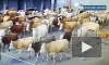 В Абакане стадо из 130 коров сбежало от фермера в аэропорт
