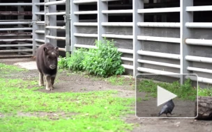 В Московском зоопарке родился теленок краснокнижного овцебыка