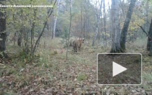 "Диалог" тигра и оленей в Приморье попал на видео