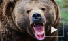 Забавное ДТП: медведь vs иномарка