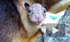 Умилительное видео из Австралии: В зоопарке родился редчайший древесный кенгуренок
