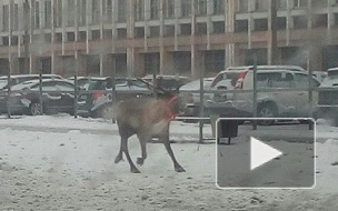 "Рога отрастил, всё можно?": как петербуржцы оленя в городе ловили