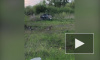 Видео: в Полежаевском парке петербуржцы заметили лису