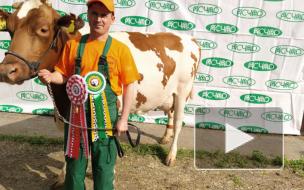 Корова Рифа из Выборгского района стала лучшей российской молочной коровой