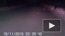 Видео: спортивная лиса пробежалась по улицам города в Челябинской области