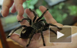 Петербуржцев пугают ползучими гадами