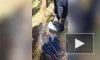 В Шуваловском парке спасли маленького енота с переломанными лапами
