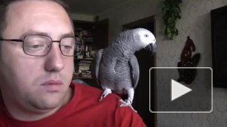 Говорящий попугай Гриша