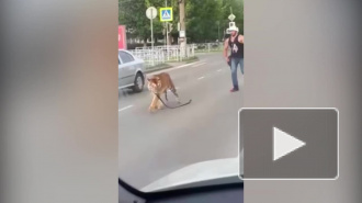 В Иваново тигр выбежал из машины на проезжую часть и попал на видео