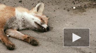 Мертвая лиса перепугала петербуржцев