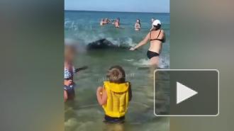 Дельфины у берегов Анапы вплотную подплыли к людям