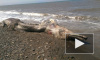 На берег Сахалина выбросило тушу неизвестного морского монстра с клювом и шерстью