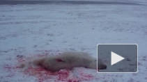 Видео кровавого расстрела белого медведя на Чукотке шокировало блогеров