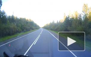 В Ленобласти у автозаправки лось бросился под колёса автомобиля 