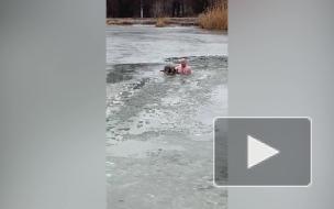 Житель Волгограда спас собаку, которая провалилась под лед