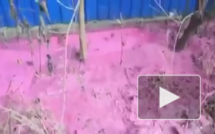 Жители Ставрополья сняли на видео ярко-розовый ручей