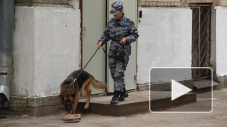 Заложенной в школе бомбе не поверили даже дети