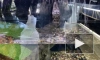 В зоомагазине на проспекте Славы содержали живого каймана