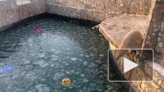 Ленинградский зоопарк показал трюки медведицы Хаарчааны ради тортика