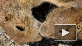 Почему упал казахский тенге: объясняем на сусликах