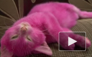 Котенок писательницы Лены Лениной, покрашенный в розовый, умер от интоксикации