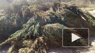 Очевидцы сняли на видео больше сотни выброшенных ёлок рядом с Приморской