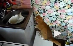 Кот испугался живой рыбы!