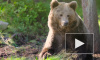 Россияне считают медведя самым удачным символом России