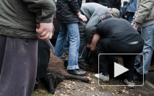 В Петербурге на Курбан-байрам тайно резали баранов