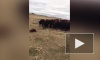 Смешное видео из Канады: бобер стал предводителем коров