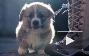 Куда пойти с собаками в Петербурге: гид для хозяев и их питомцев