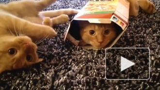 Домашние питомцы могут жить вечно: в Китае научились клонировать котят