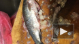 В Петербурге продают зараженную ленточными червями‍ рыбу