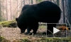 Во Всеволожском районе в видеоловушку попался отъевшийся медведь