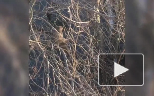 В Челябинске куница перебудила половину дома