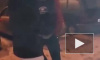 Видео: Пьяный водитель "Рено" устроил массовое ДТП на Жукова