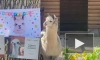В Ленинградском зоопарке альпаке Шарлотке исполнился 1 годик