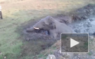 Видео из Индии: Спасенный напуганный слоненок атаковал спасителя 